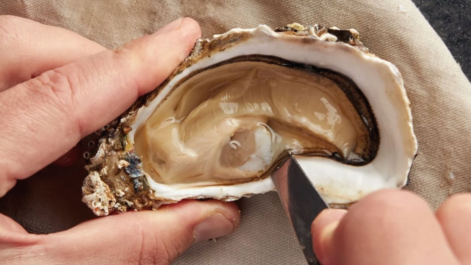 A person using a knife to cut open an oyster, demonstrating the first step in cleaning and preparing oysters.